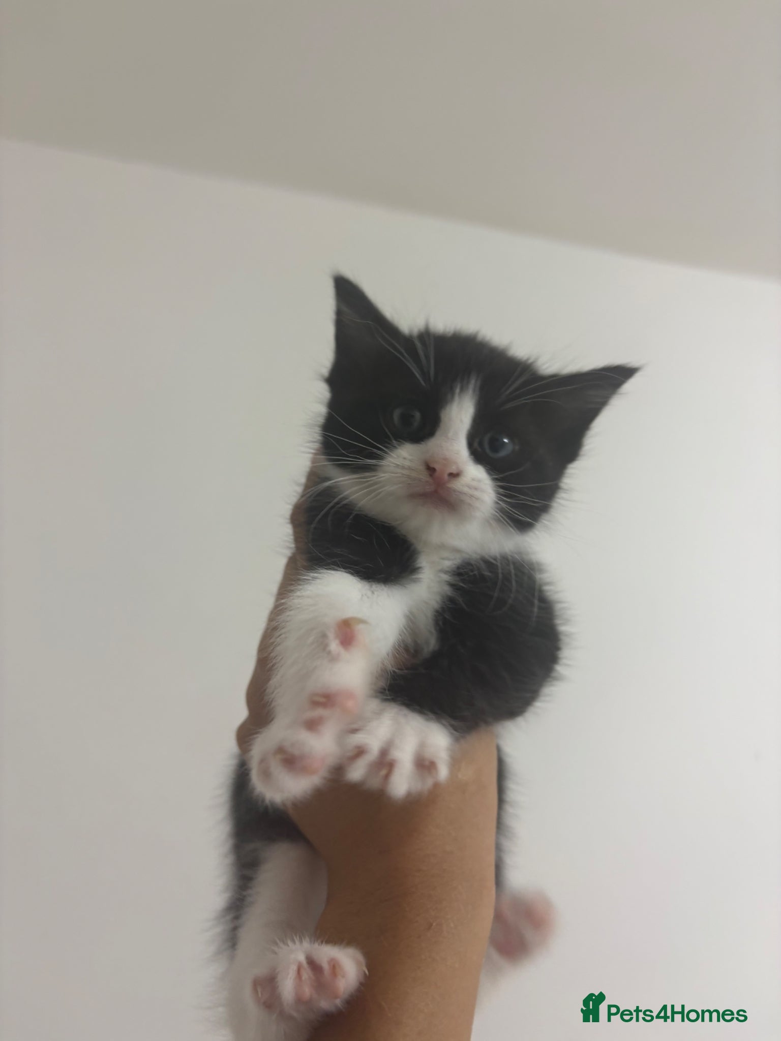 Ragdoll cats for sale: Ragdoll x bengal kittens  - Advert 8