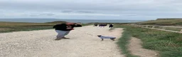 Italian Greyhound dogs for sale: Beautiful KC Registered Italian greyhounds - Advert 3