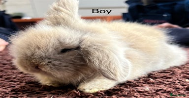 Angora rabbits in Winsford - Advert 6