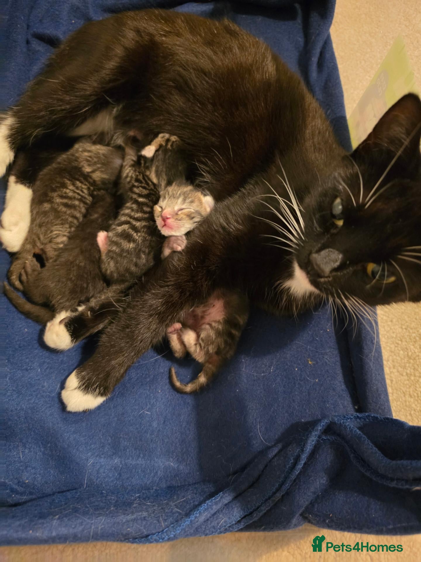 Mixed Breed cats Litter mixed breed  - Advert 2