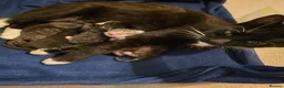 Mixed Breed cats for sale: Litter mixed breed  - Advert 1