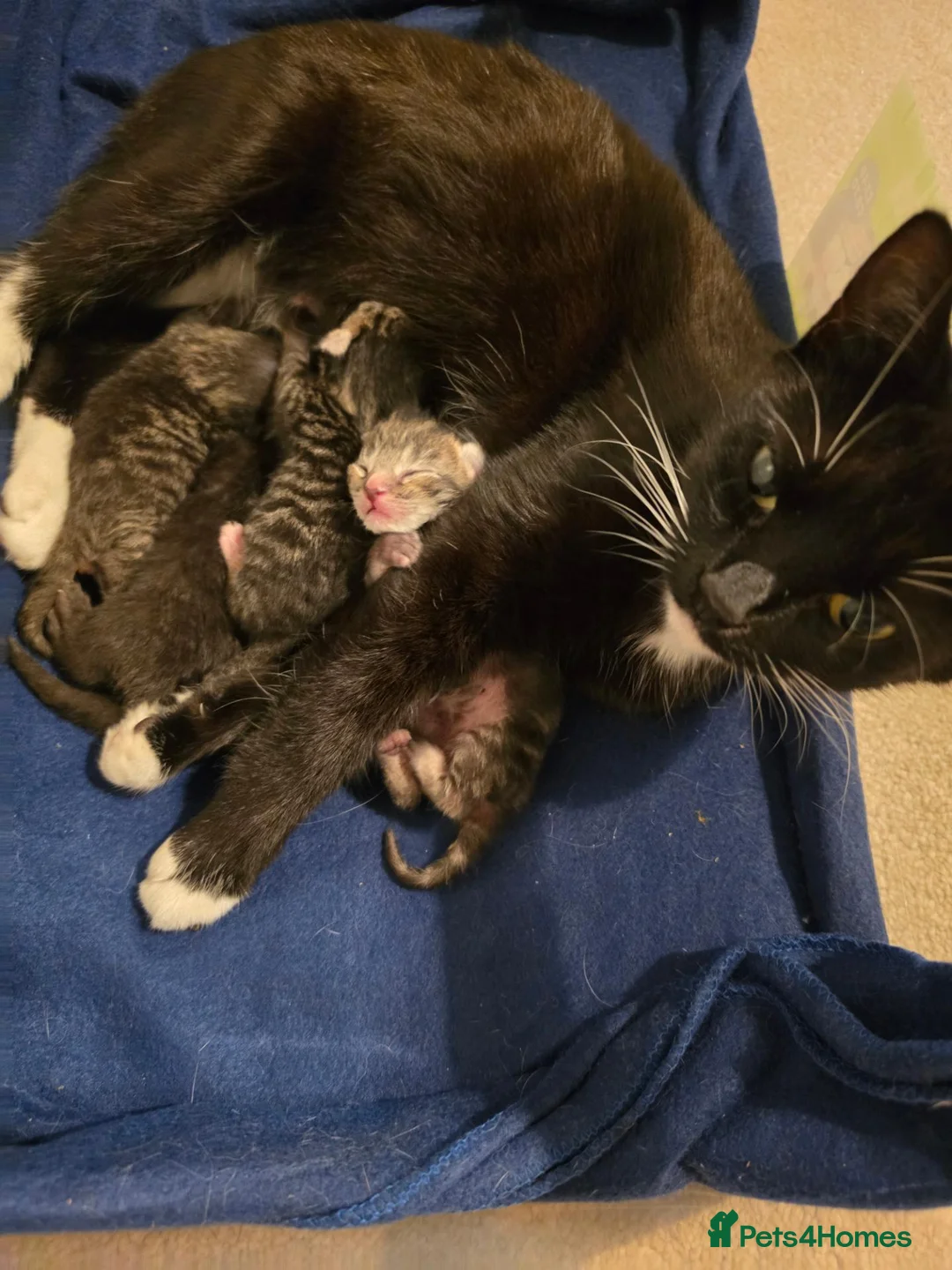 Mixed Breed cats for sale: Litter mixed breed  - Advert 1