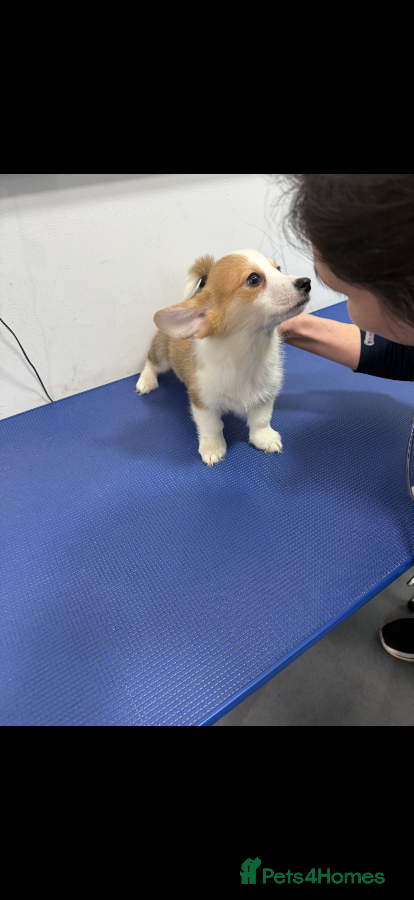 Welsh Corgi Pembroke dogs Kc reg Pembroke corgi babies available  - Advert 2