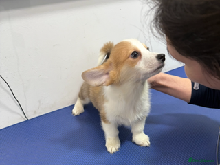 Welsh Corgi Pembroke dogs Kc reg Pembroke 1 boy left beautiful markings 💙 - Advert 2
