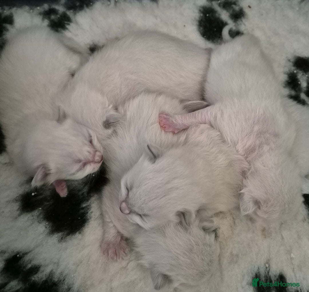 Ragdoll cats for sale: Ragdoll babies ready September ❤️ 1 boy left  - Image 4