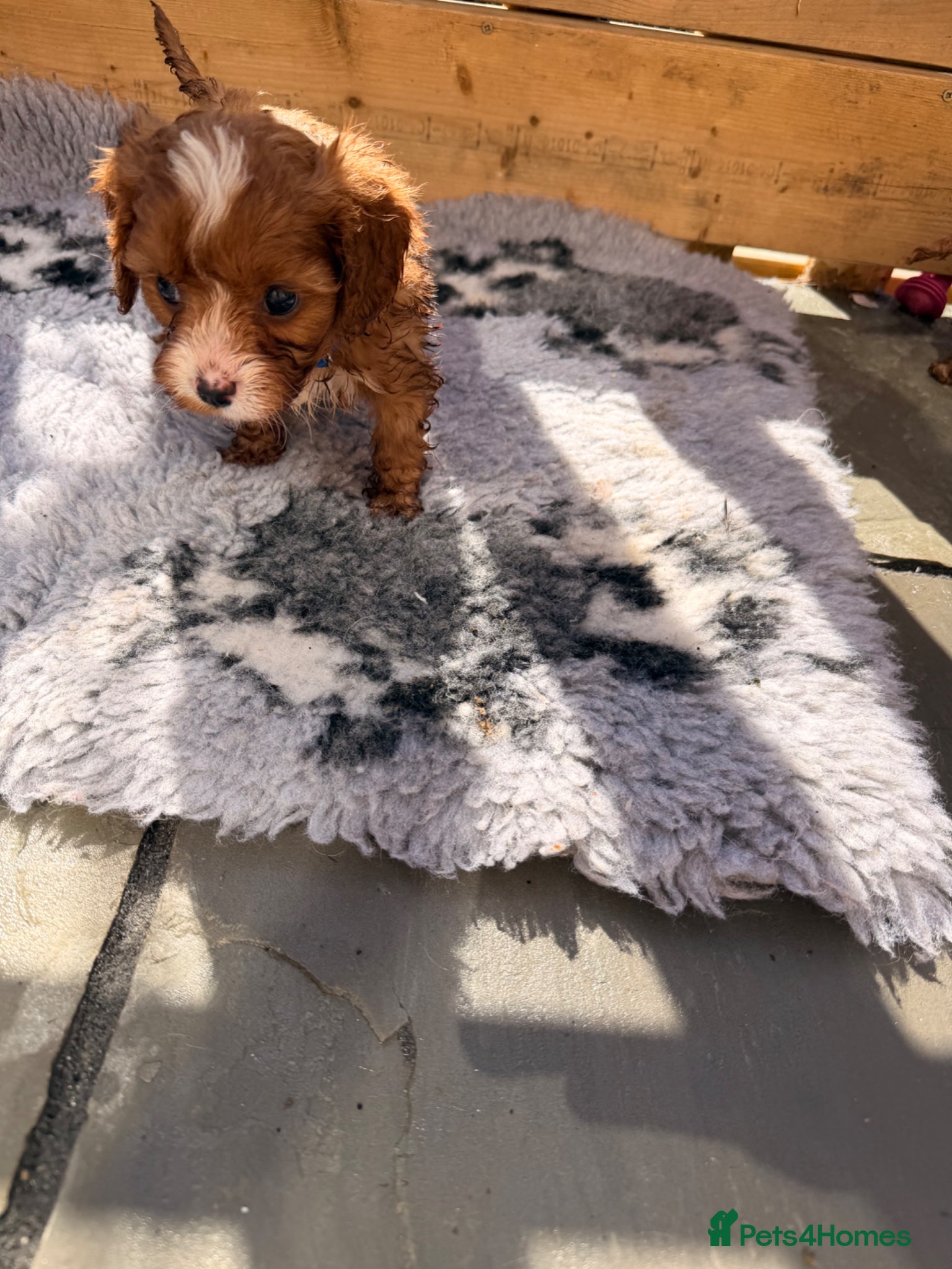 Cavapoo dogs F1 cavapoos 🥰dna health clear parents,💙🩷  - Advert 1