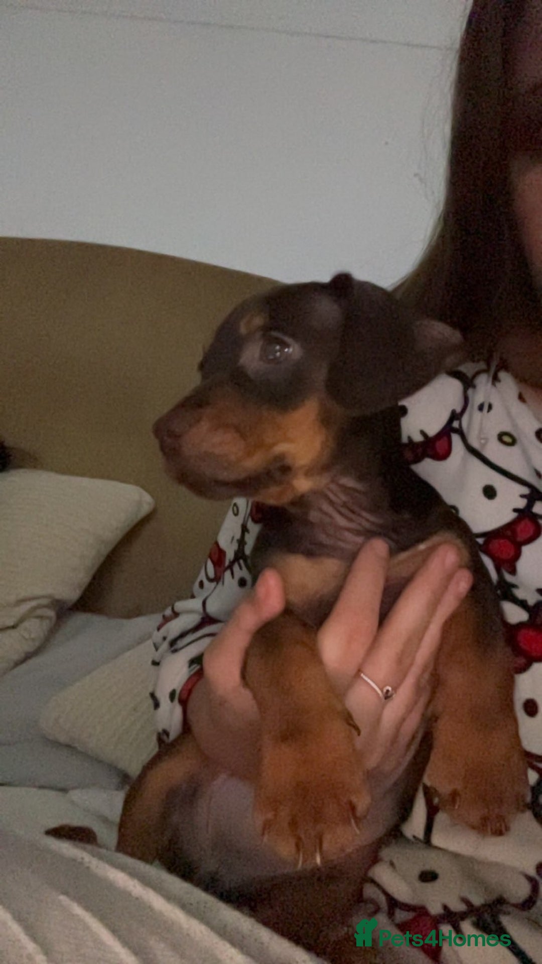 Mixed Breed dogs for sale: Miss Claire griiffin - Advert 5