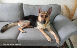 German Shepherd dogs for sale: Beautiful KC Registered German Shepherd Pups  - Image 7