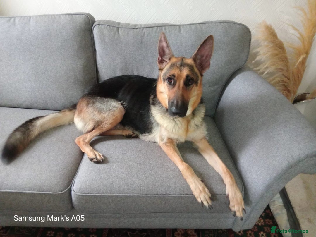 German Shepherd dogs for sale: Beautiful KC Registered German Shepherd Pups  - Image 7