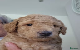 Miniature Poodle dogs for sale: Beautiful Miniature poodles  - Image 26