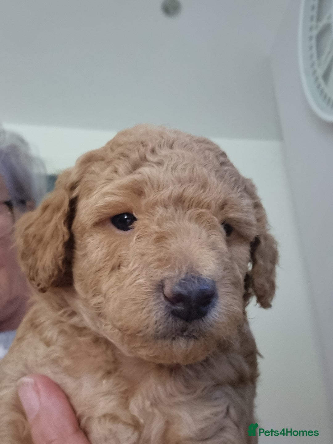 Miniature Poodle dogs for sale: Beautiful Miniature poodles  - Image 26