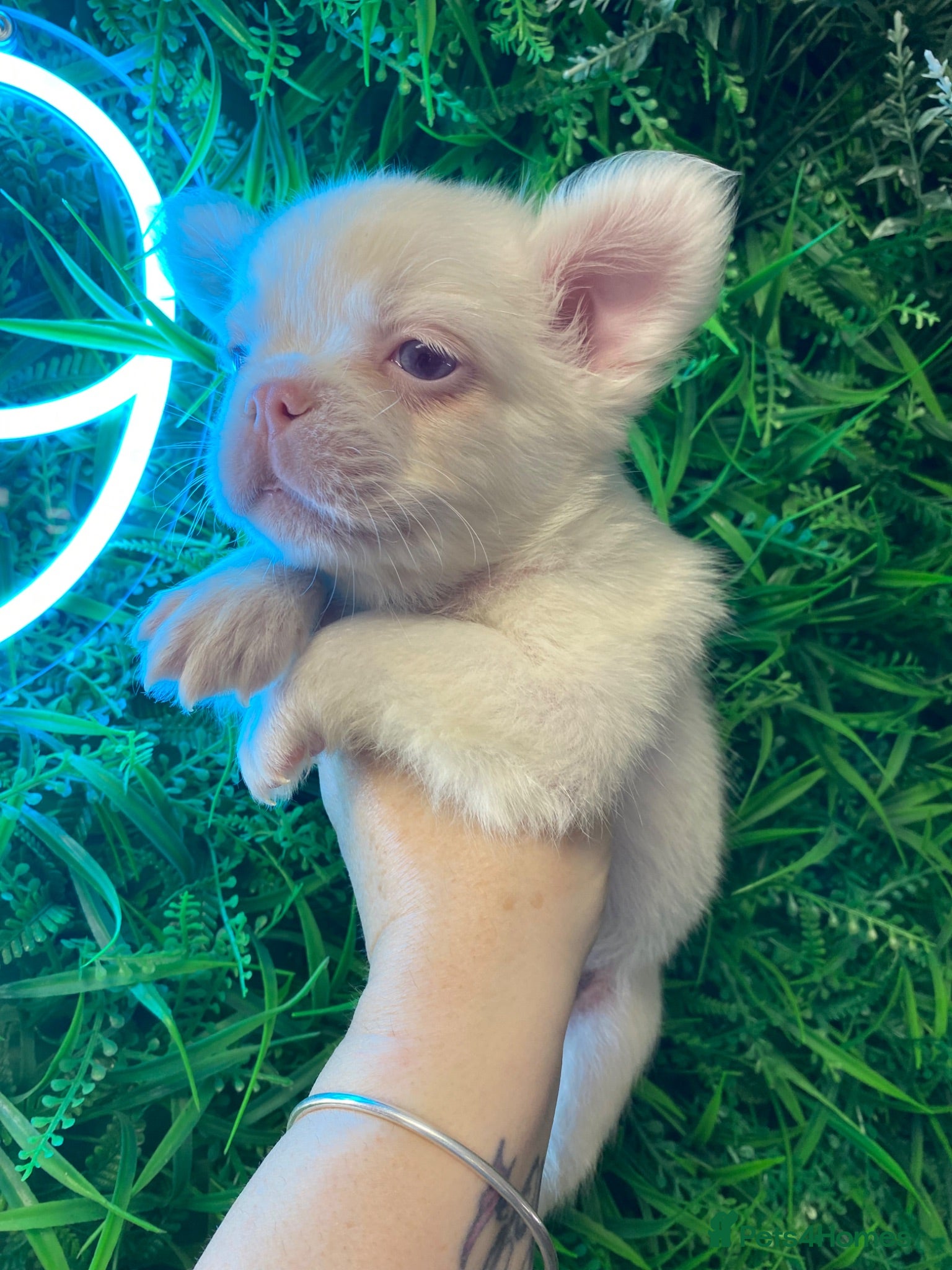 French Bulldog dogs 💓 Pink Fluffy Boy 💓  - Advert 6