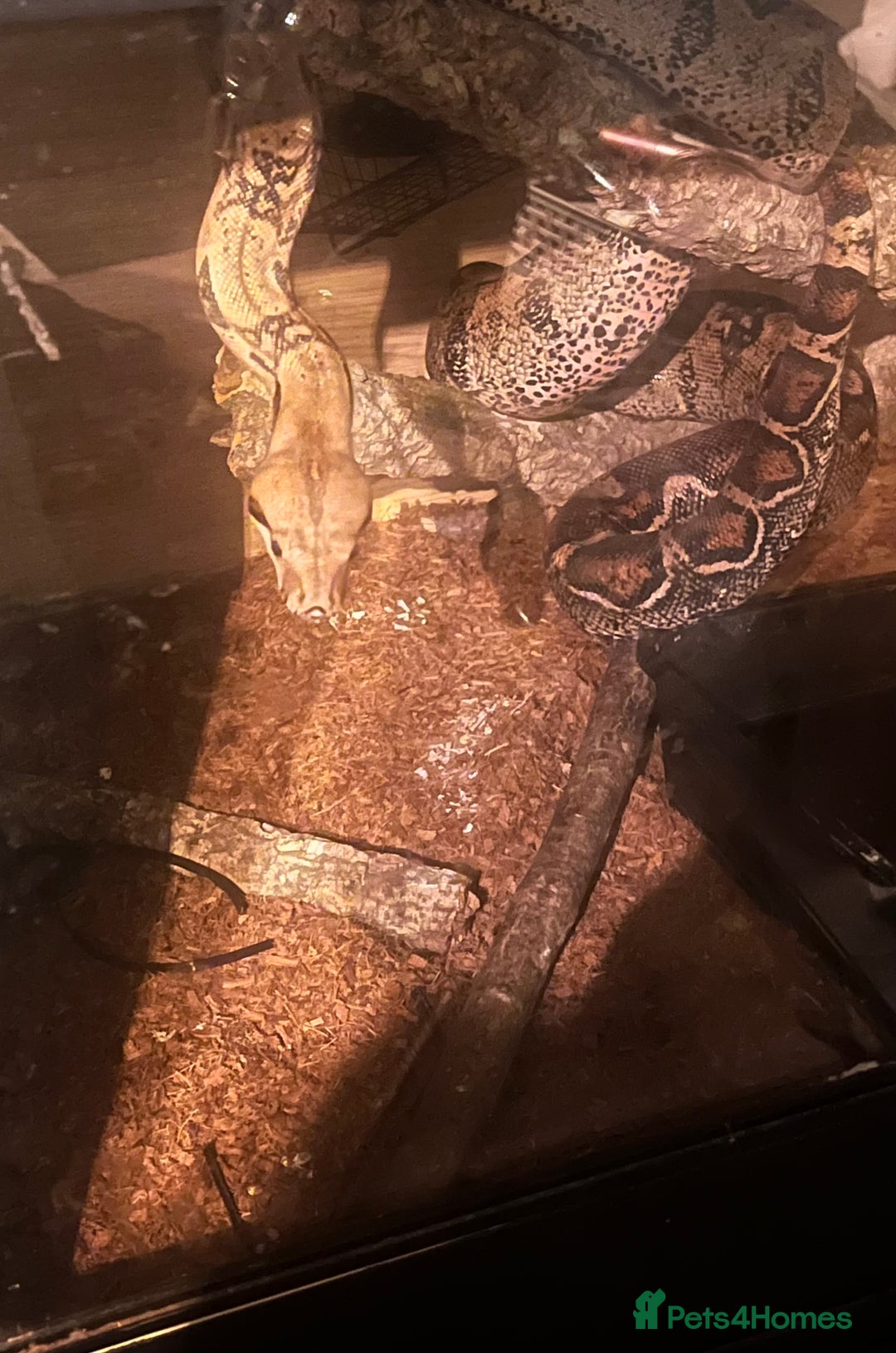 Boa Snake reptiles for sale: 3 year old F boa. Mixed morph/Guyanese red tail - Image 3