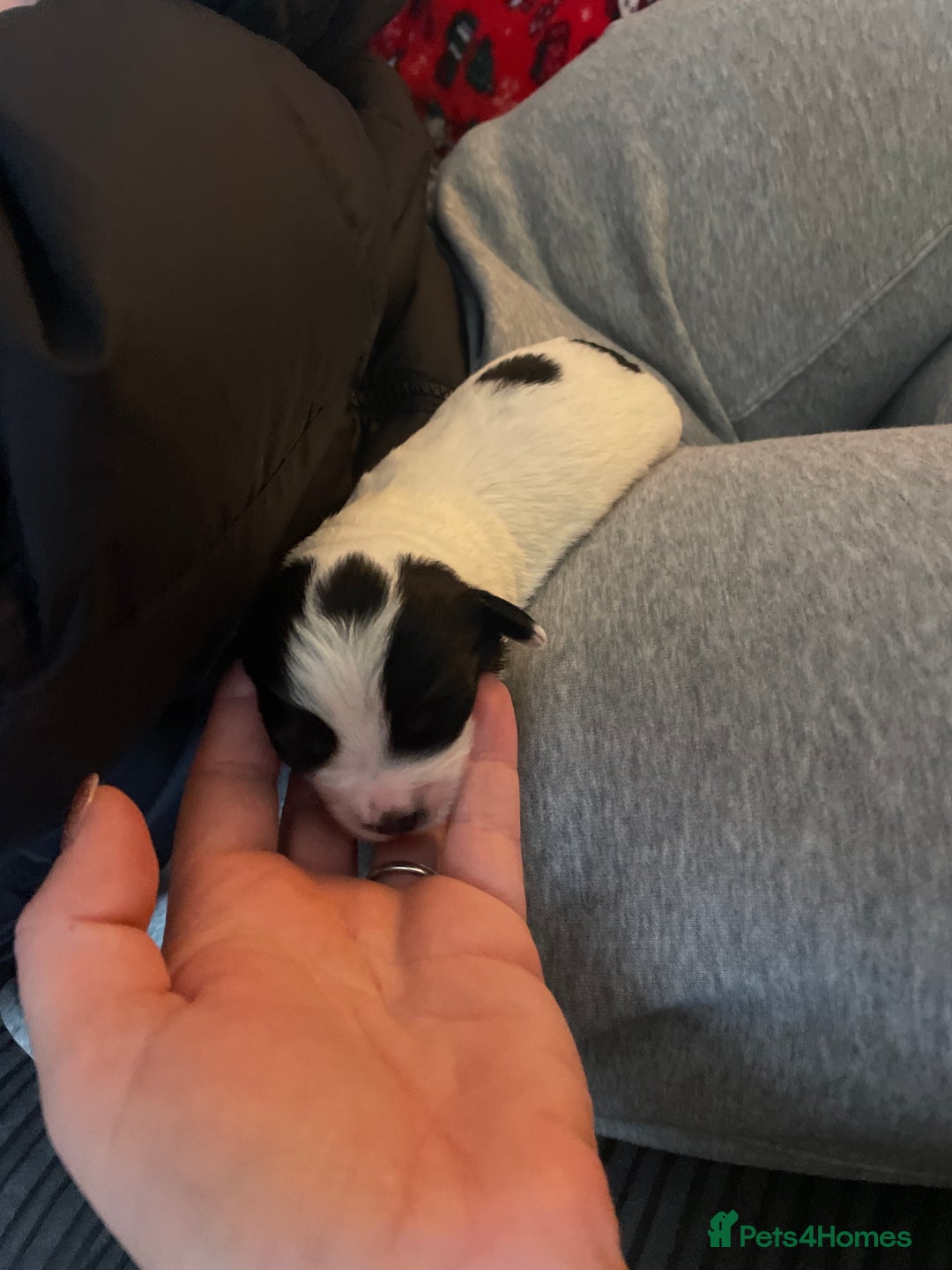 Mixed Breed dogs for sale: Cavachon x sprolli  - Advert 6