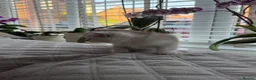 British Shorthair cats for sale: British Shorthair Silver Shaded - Advert 7