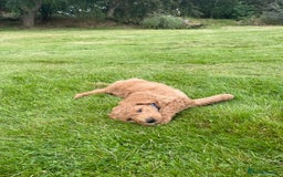 Australian Labradoodle dogs for sale: Australian Labradoodle puppies  - Image 6