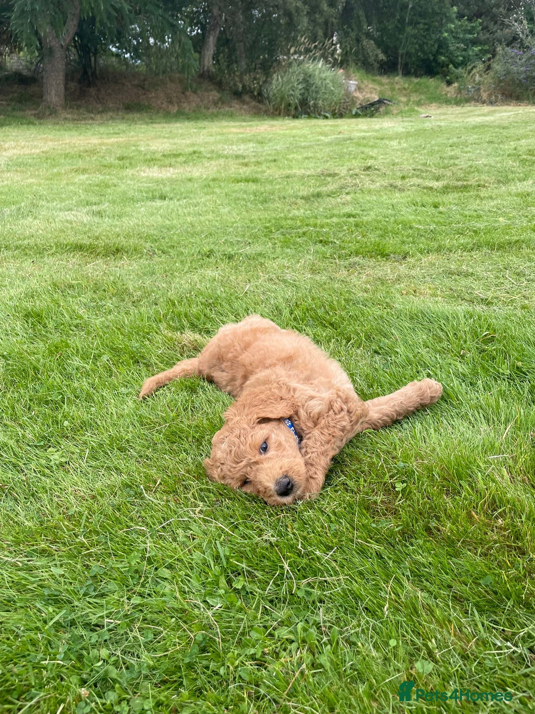 Australian Labradoodle dogs for sale: Australian Labradoodle puppies  - Image 6