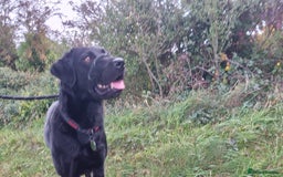 Labrador Retriever dogs for sale: 3 Year Old Black Labrador - Advert 2