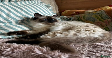 Ragdoll cats - Advert 8