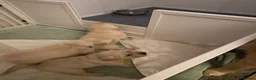 Golden Retriever dogs for sale: Golden retriever puppies - Advert 7