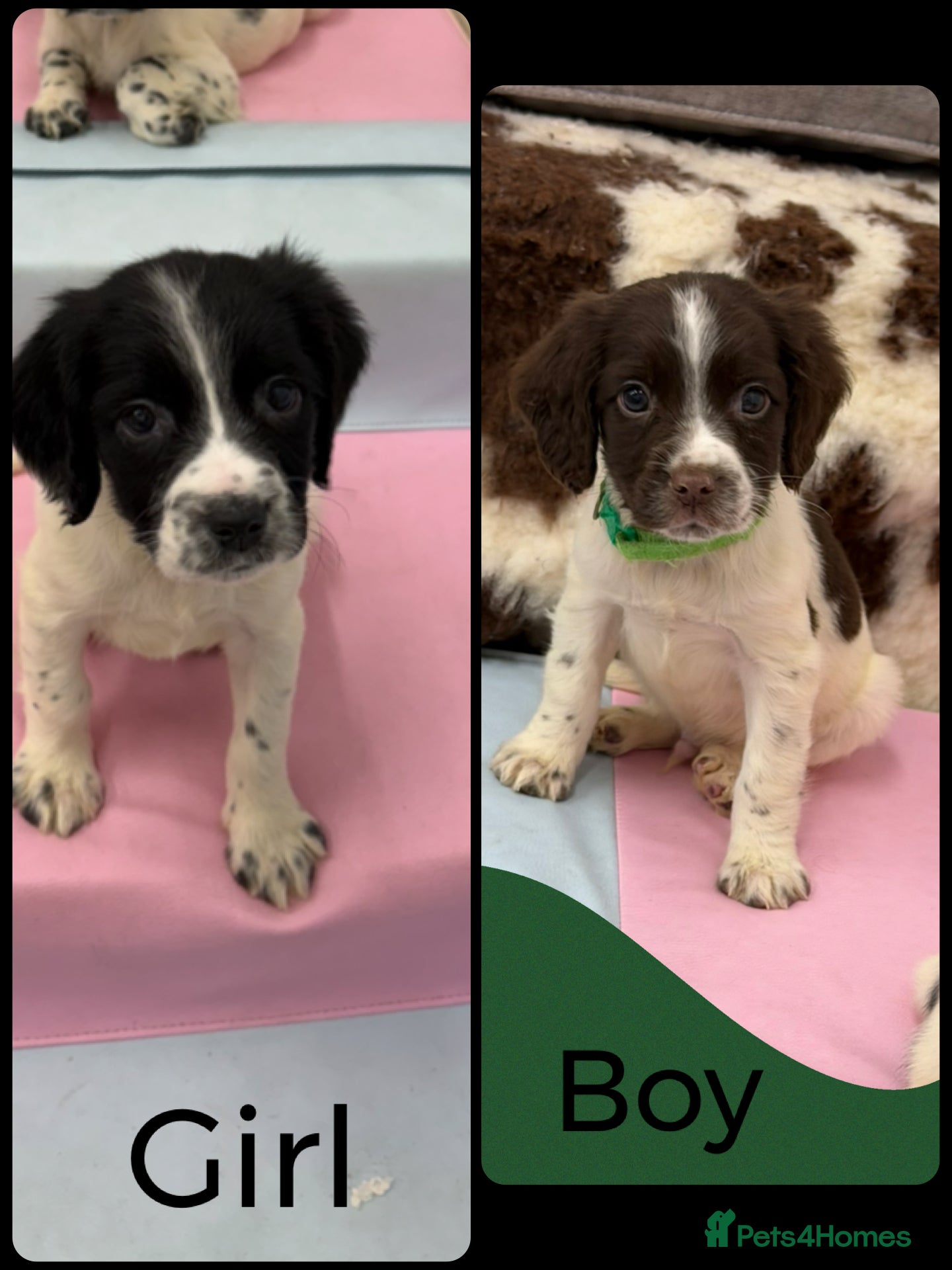 English Springer Spaniel dogs KC Registered English Springer Spaniel Pups - Advert 15