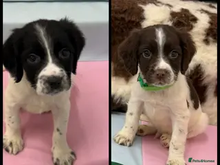 English Springer Spaniel dogs KC Registered English Springer Spaniel Pups - Advert 15