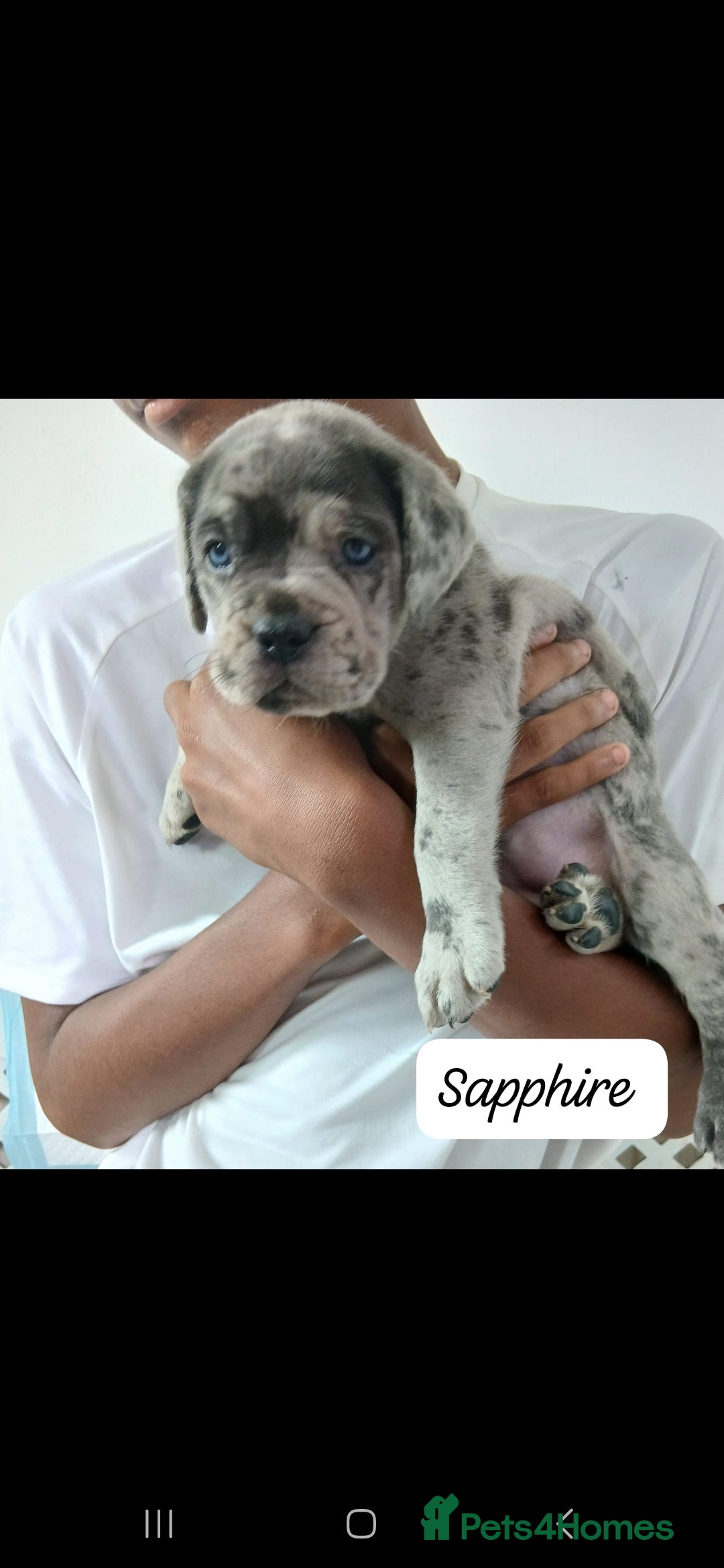Mixed Breed dogs for sale: Beautiful Molesser Mastiff pups - Image 23