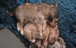 Cockapoo dogs for sale: 8 Beautiful Cockapoo pups,Merle, chocolate, black - Image 6