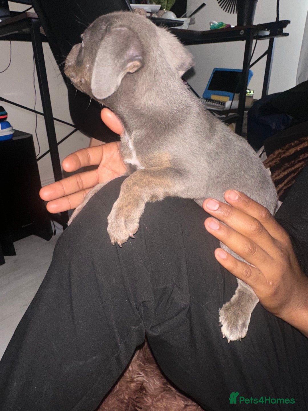 Mixed Breed dogs for sale: Mixed breed for cheap  - Image 19
