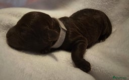 Cockapoo dogs for sale: sable & phantom & tri colour cockapoo puppies  - Image 14
