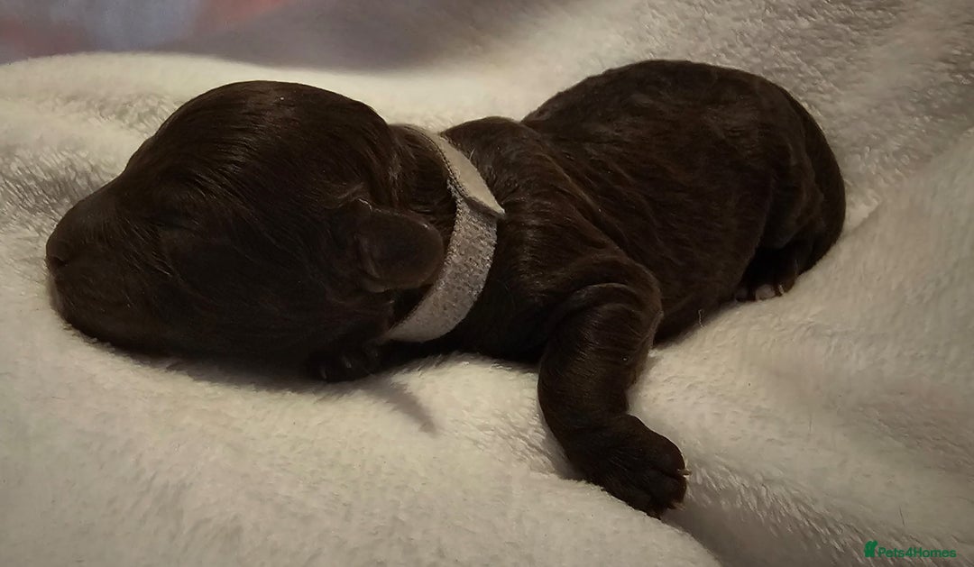Cockapoo dogs for sale: sable & phantom & tri colour cockapoo puppies  - Image 14