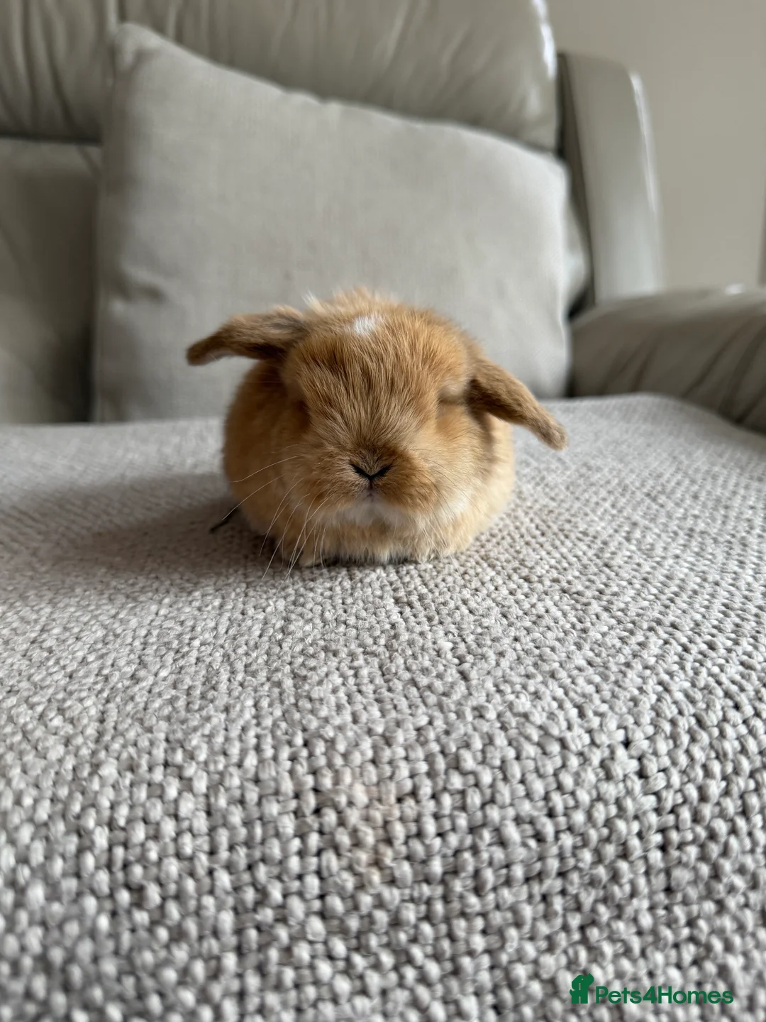 Mini Lop rabbits for sale: Mini Lops available - Advert 8