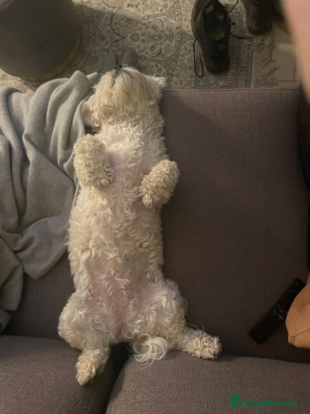 Zuchon dogs for sale: Super affectionate 6 year old Zuchon.  - Advert 3