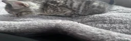 Mixed Breed cats for sale: 🐾 Stunning Turkish Angora/Bengal Kittens 🐾 - Advert 6