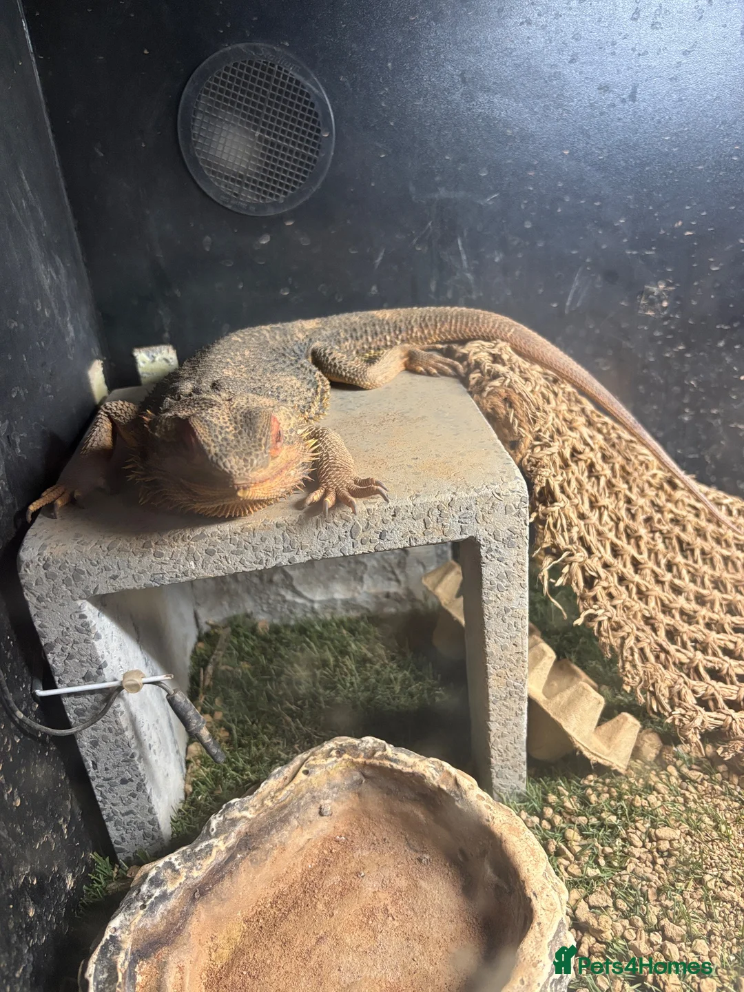 Bearded Dragon reptiles for sale: Bearded dragon Free to a good home in Braintree - Advert 2