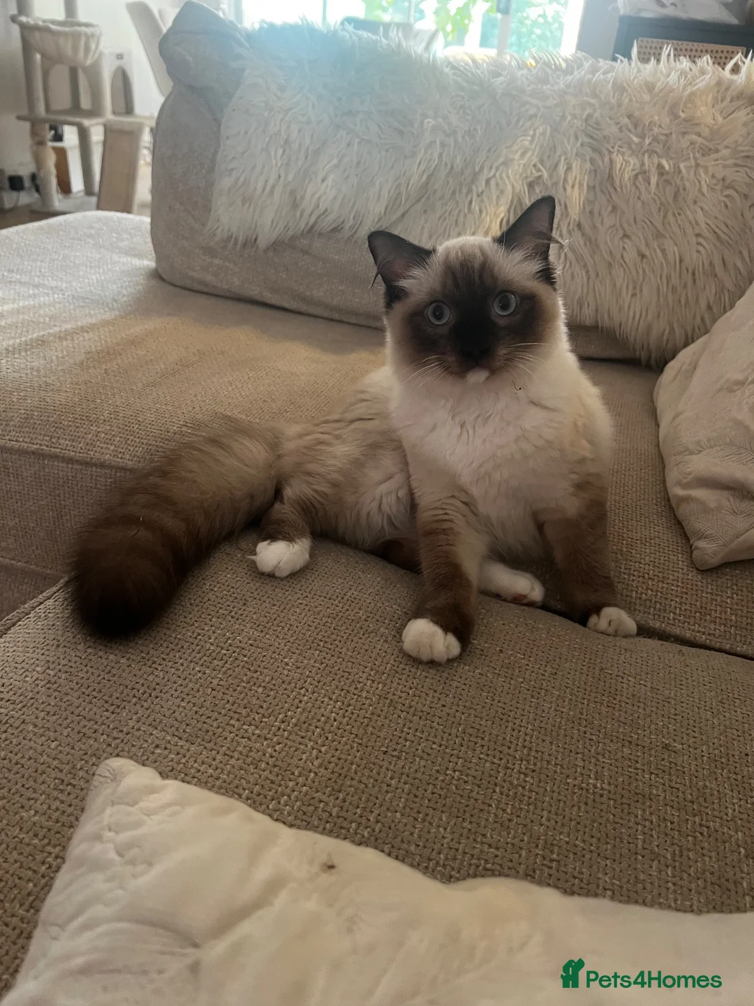 Ragdoll cats for sale: 5 month old Pedigree Seal point Ragdoll Kitten - Advert 2