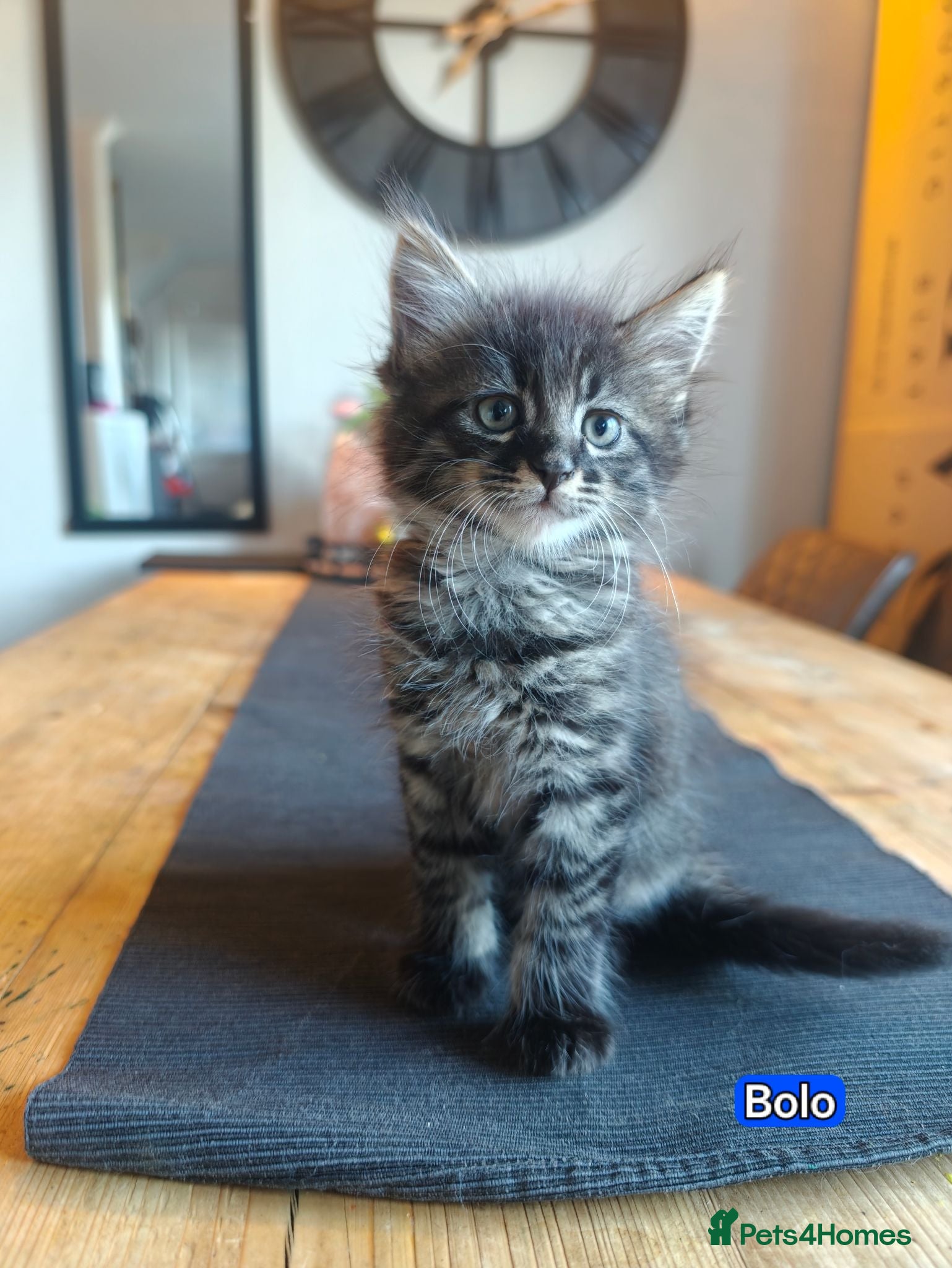 Mixed Breed cats Beautiful Mixed Maine Coon Kittens. - Advert 2
