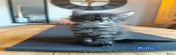 Mixed Breed cats for sale: Beautiful Mixed Maine Coon Kittens. - Advert 2
