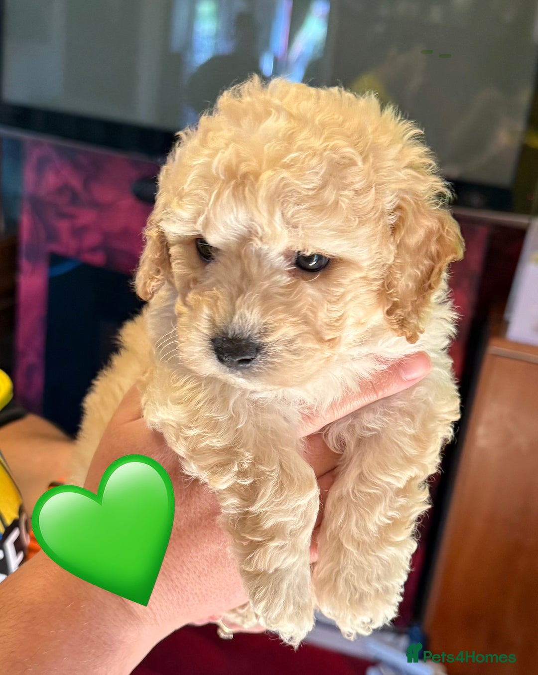 Poochon dogs for sale: poochon puppies  - Image 10