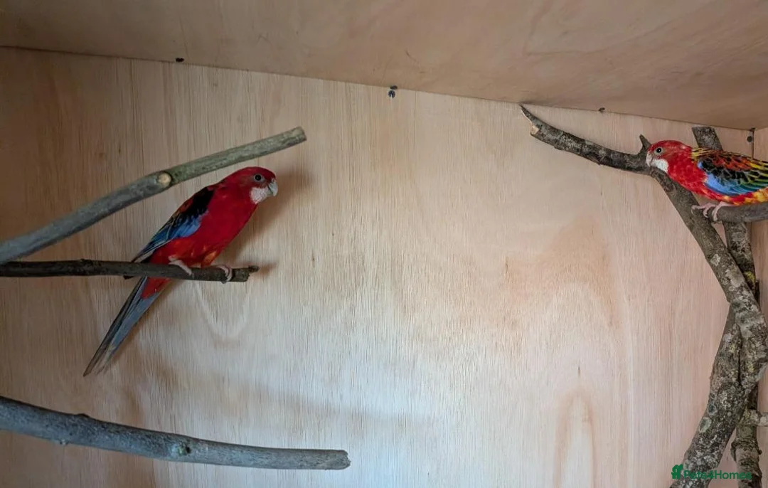 Mixed Breed birds for sale: Pair of year old rosella birds  in Leicester - Advert 2