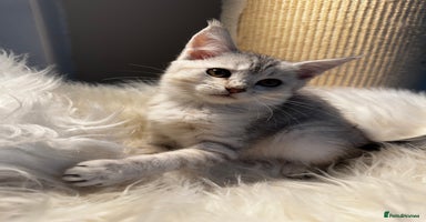 Maine Coon cats - Advert 4