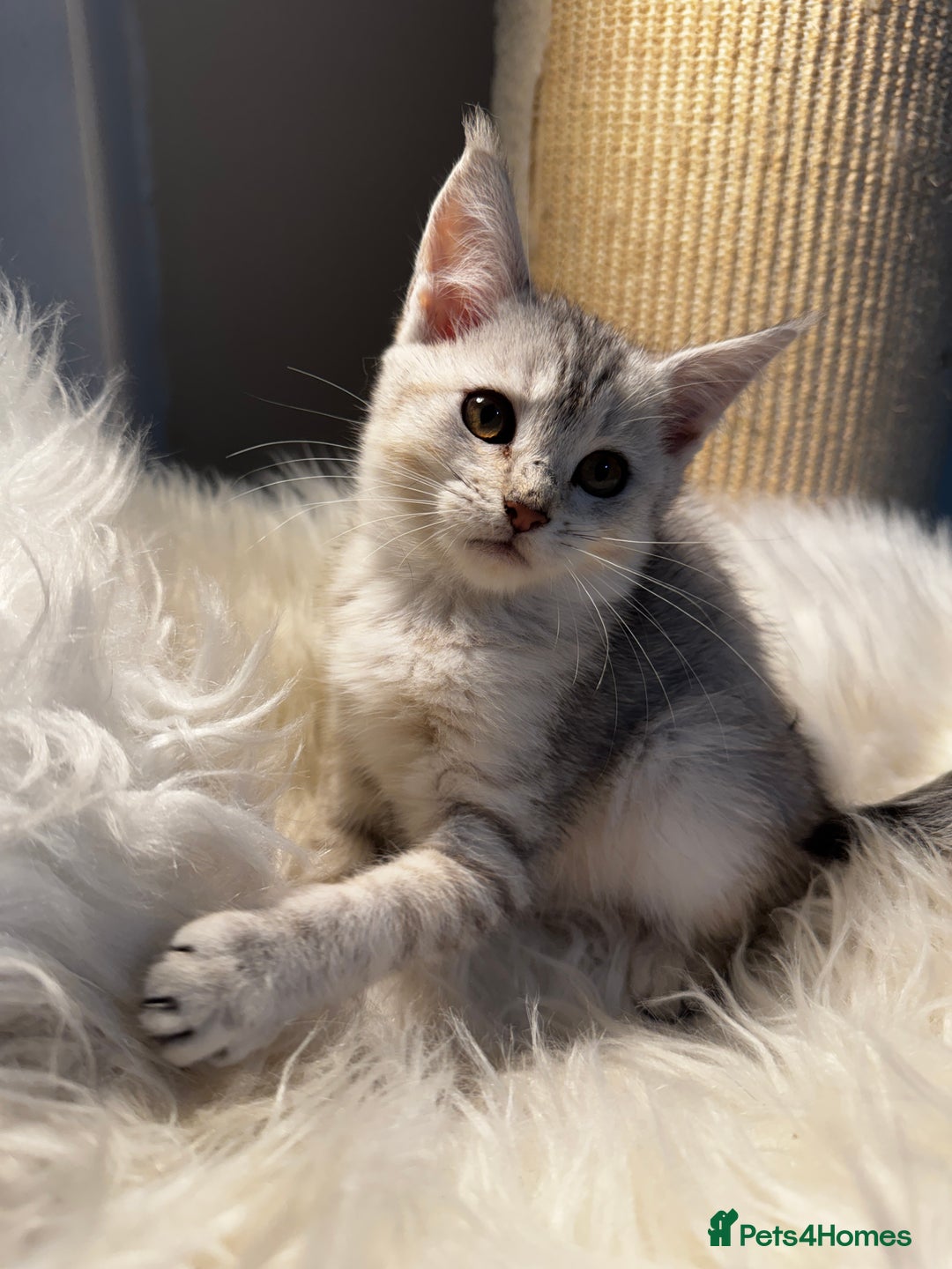 Maine Coon cats for sale: Beautiful Maine coon Mixed Kittens  🏡 - Image 3