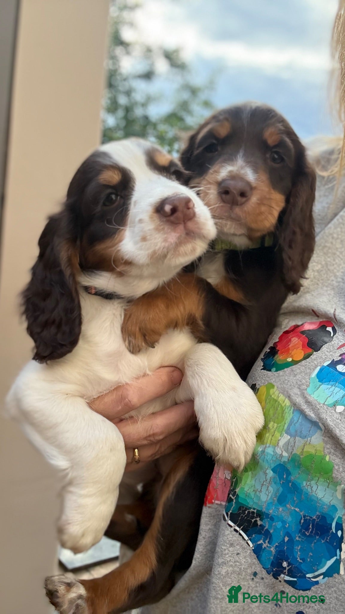 Cocker Spaniel dogs Ready now! Chocolate Working Cocker Spaniels - Advert 13