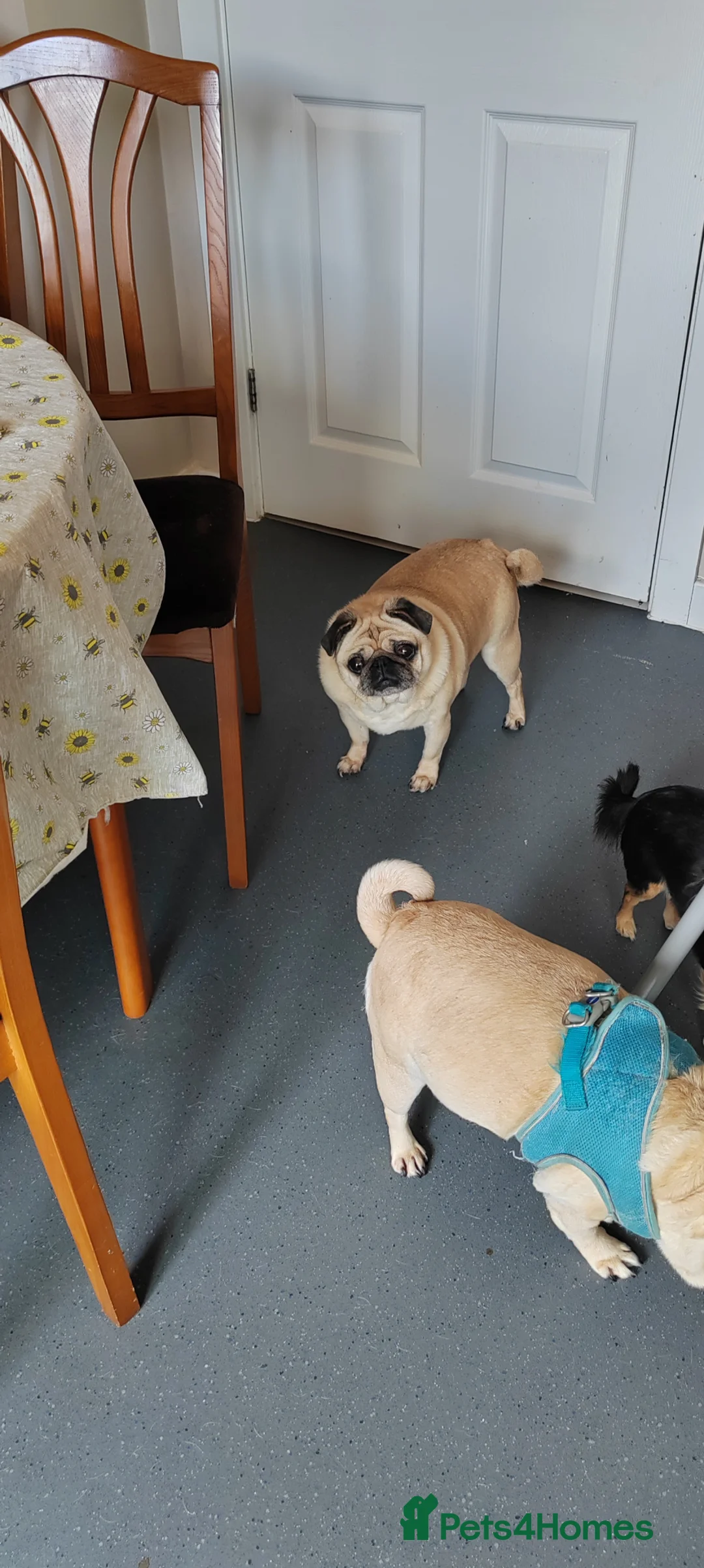 Pug dogs for sale: Auntie and niece pugs - Advert 3