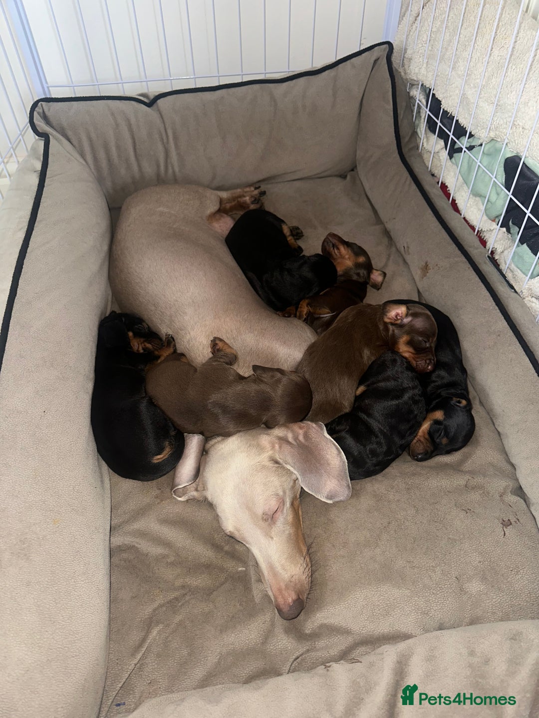 Dachshund dogs for sale: Dachshund puppies (2 LEFT) - Advert 9