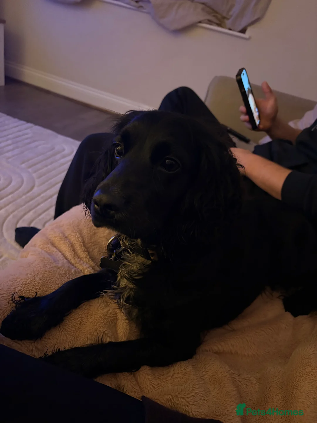 Cocker Spaniel dogs for sale: 2 year old cocker spaniel  - Advert 3