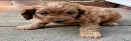 Cavapoo dogs for sale: Affectionate Cavapoo Puppies Seeking Homes in Norwich - Advert 7