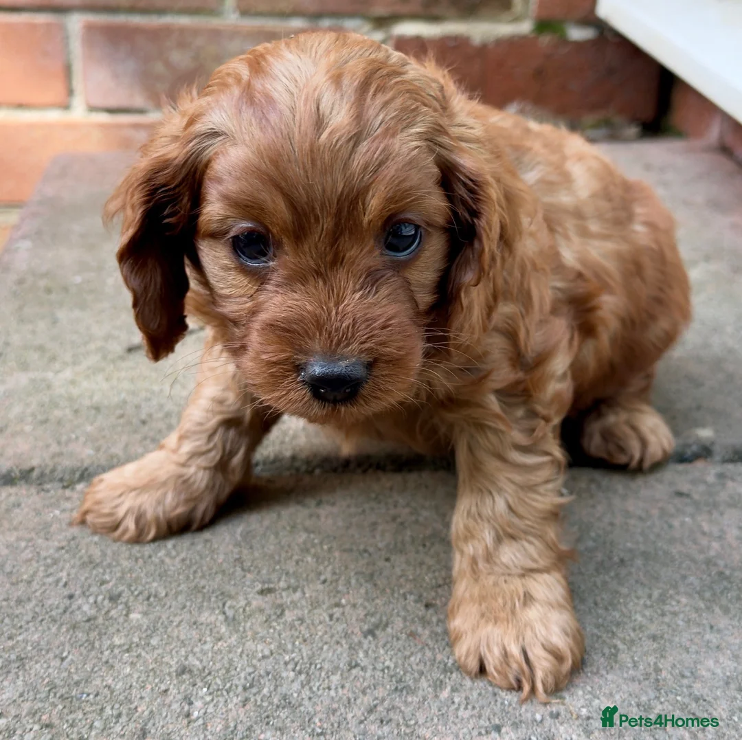 Cavapoo dogs for sale: Affectionate Cavapoo Puppies Seeking Homes in Norwich - Advert 7