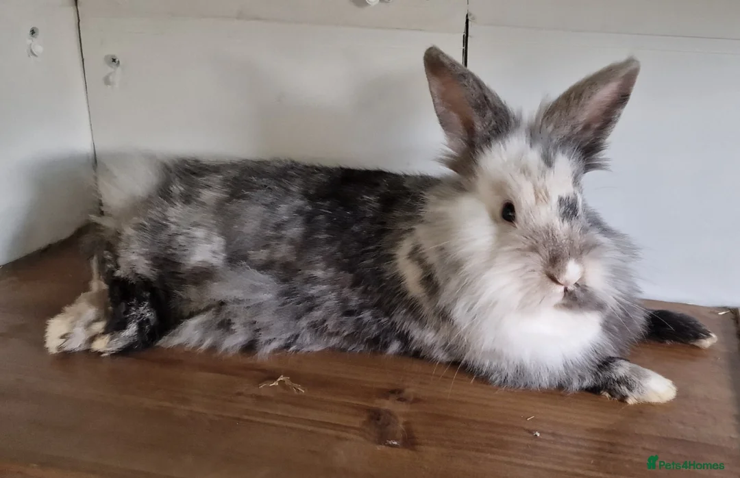 Lionhead rabbits for sale: Lute - experienced owner required - Advert 4
