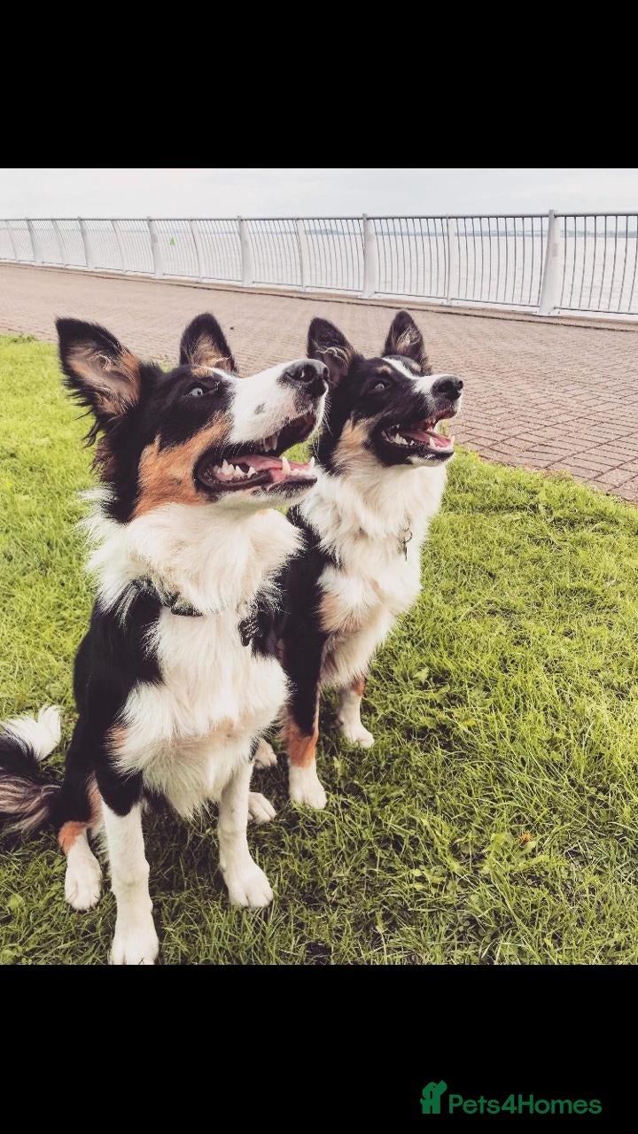 Border Collie dogs 7 Year Old Border Collie(s) for sale - Advert 1